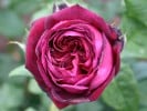 Astrid Gräfin von Hardenberg (Strauchrose) Bild der Rose 'Astrid Gräfin von Hardenberg' (Strauchrose)