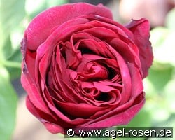 Astrid Gräfin von Hardenberg (Strauchrose) Bild der Rose 'Astrid Gräfin von Hardenberg' (Strauchrose)