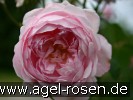 Bild der Rose 'Auswife' (Strauchrose)