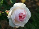 Auswife (Strauchrose) Bild der Rose 'Auswife' (Strauchrose)