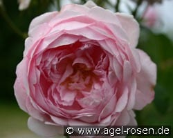 Auswife (Strauchrose) Bild der Rose 'Auswife' (Strauchrose)