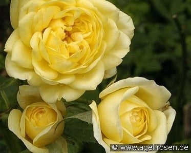 Belle Renaissance (Strauchrose) Bild der Rose 'Belle Renaissance' (Strauchrose)