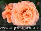 Bild der Rose 'Belvedere' (Strauchrose)