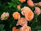 Belvedere (Strauchrose) Bild der Rose 'Belvedere' (Strauchrose)