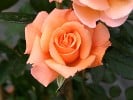 Belvedere (Strauchrose) Bild der Rose 'Belvedere' (Strauchrose)
