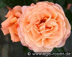 Belvedere (Strauchrose) Bild der Rose 'Belvedere' (Strauchrose)