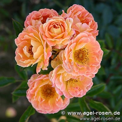 Bild der Rose 'Bessy' (Strauchrose)