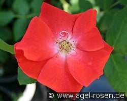 Bischofsstadt Paderborn (Strauchrose) Bild der Rose 'Bischofsstadt Paderborn' (Strauchrose)