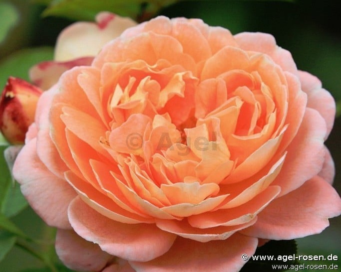 Bild der Rose 'Bonita' (Strauchrose)