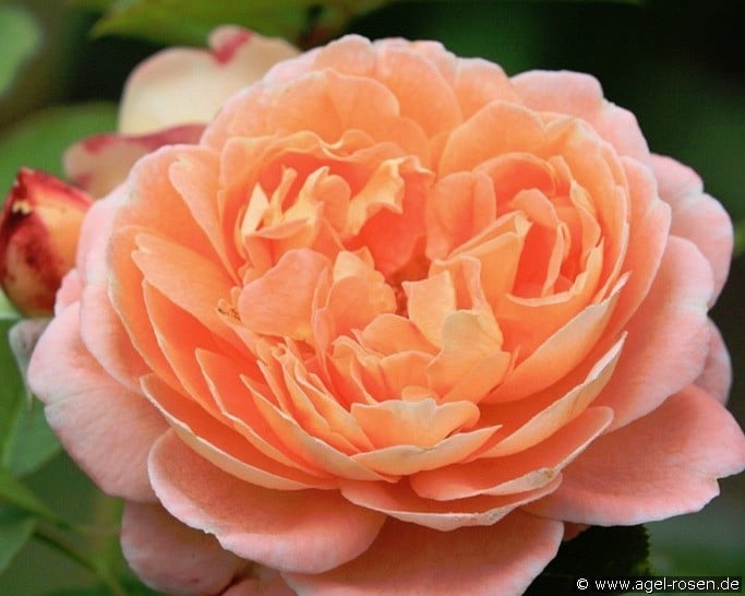 Bonita (Strauchrose) Bild der Rose 'Bonita' (Strauchrose)