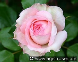 Bremer Stadtmusikanten (Strauchrose) Bild der Rose 'Bremer Stadtmusikanten' (Strauchrose)