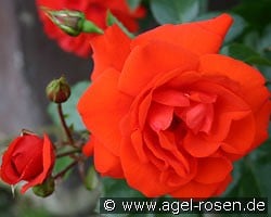 Brillant (Strauchrose) Bild der Rose 'Brillant' (Strauchrose)