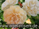 Bild der Rose 'Buff Beauty' (Strauchrose)