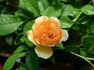 Buff Beauty (Strauchrose) Bild der Rose 'Buff Beauty' (Strauchrose)