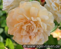 Buff Beauty (Strauchrose) Bild der Rose 'Buff Beauty' (Strauchrose)