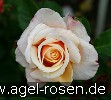 Bild der Rose 'Caramella' (Strauchrose)