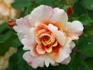 Caramella (Strauchrose) Bild der Rose 'Caramella' (Strauchrose)