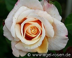 Caramella (Strauchrose) Bild der Rose 'Caramella' (Strauchrose)