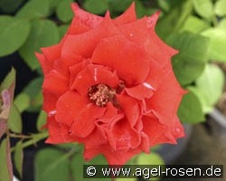 Carmen (Strauchrose) Bild der Rose 'Carmen' (Strauchrose)