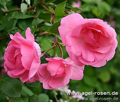 Centennaire de Lourdes rose (Strauchrose) Bild der Rose 'Centennaire de Lourdes rose' (Strauchrose)