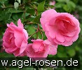 Bild der Rose 'Centennaire de Lourdes rose' (Strauchrose)