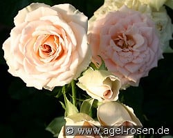 Champagnerperle (Strauchrose) Bild der Rose 'Champagnerperle' (Strauchrose)