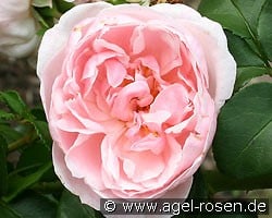 Cinderella (Strauchrose) Bild der Rose 'Cinderella' (Strauchrose)