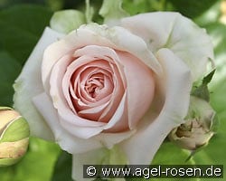 Cloe (Strauchrose) Bild der Rose 'Cloe' (Strauchrose)