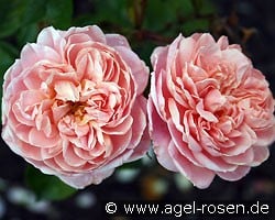 Colette (Strauchrose) Bild der Rose 'Colette' (Strauchrose)