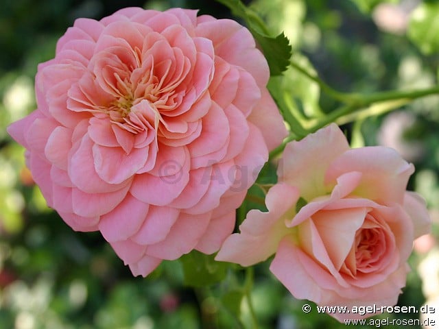 Concerto 94 (Strauchrose) Bild der Rose 'Concerto 94' (Strauchrose)