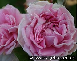 Conrad Ferdinand Meyer (Strauchrose) Bild der Rose 'Conrad Ferdinand Meyer' (Strauchrose)