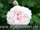 Bild der Rose 'Die Schöne Tölzerin' (Strauchrose)