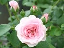 Die Schöne Tölzerin (Strauchrose) Bild der Rose 'Die Schöne Tölzerin' (Strauchrose)