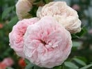 Die Schöne Tölzerin (Strauchrose) Bild der Rose 'Die Schöne Tölzerin' (Strauchrose)