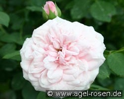 Die Schöne Tölzerin (Strauchrose) Bild der Rose 'Die Schöne Tölzerin' (Strauchrose)