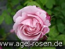 Bild der Rose 'Dieter Müller' (Strauchrose)