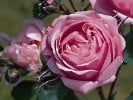 Dieter Müller (Strauchrose) Bild der Rose 'Dieter Müller' (Strauchrose)