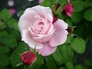 Dieter Müller (Strauchrose) Bild der Rose 'Dieter Müller' (Strauchrose)