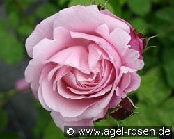 Dieter Müller (Strauchrose) Bild der Rose 'Dieter Müller' (Strauchrose)