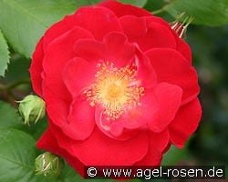 Dirigent (Strauchrose) Bild der Rose 'Dirigent' (Strauchrose)