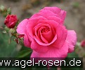 Bild der Rose 'Dornröschen' (Strauchrose)
