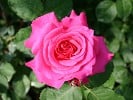 Dornröschen (Strauchrose) Bild der Rose 'Dornröschen' (Strauchrose)