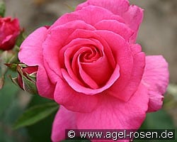 Dornröschen (Strauchrose) Bild der Rose 'Dornröschen' (Strauchrose)