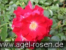 Bild der Rose 'Dortmund' (Strauchrose)
