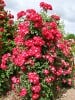 Dortmund (Strauchrose) Bild der Rose 'Dortmund' (Strauchrose)