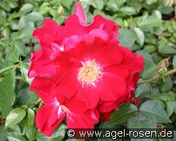 Dortmund (Strauchrose) Bild der Rose 'Dortmund' (Strauchrose)
