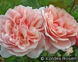 Eifelzauber (Strauchrose) Bild der Rose 'Eifelzauber' (Strauchrose)