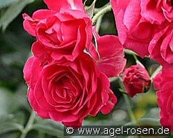 Elmshorn (Strauchrose) Bild der Rose 'Elmshorn' (Strauchrose)