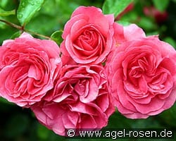 Elveshörn (Strauchrose) Bild der Rose 'Elveshörn' (Strauchrose)