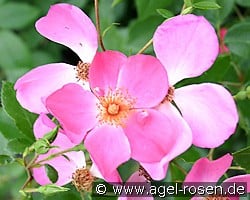 Felicitas (Strauchrose) Bild der Rose 'Felicitas' (Strauchrose)